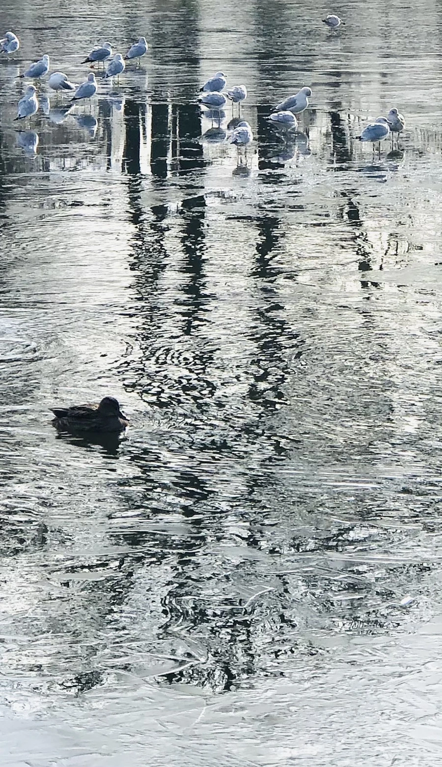 IMG_8463.jpg?type=w966