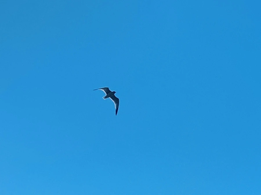 IMG_8884.jpg?type=w966