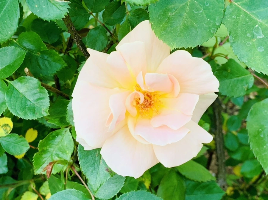 IMG_4208.jpg?type=w966