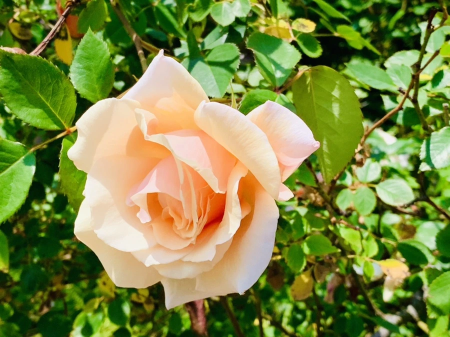 IMG_4136.jpg?type=w966