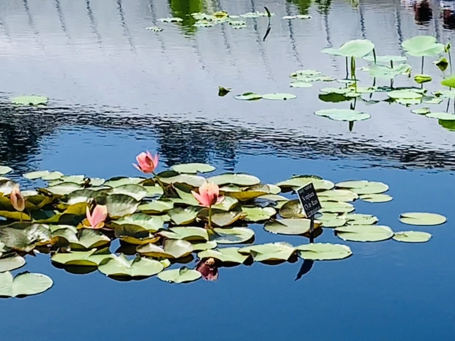 IMG_2114.jpg?type=w966