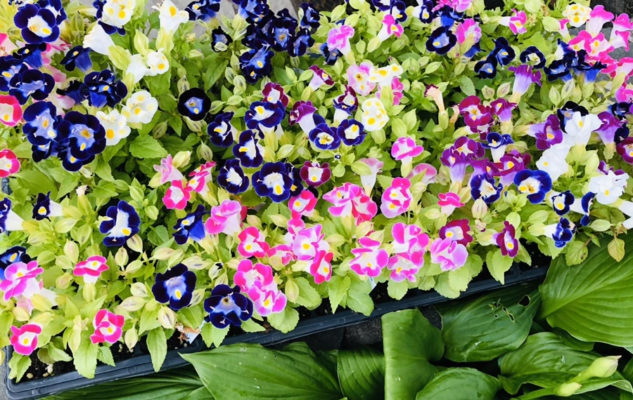 IMG_8913.jpg?type=w966