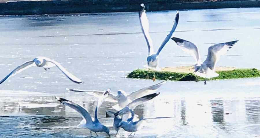 IMG_7145.jpg?type=w966