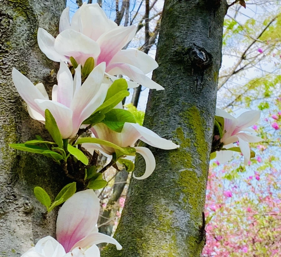 IMG_3901.jpg?type=w966