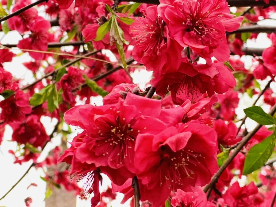 IMG_8026.jpg?type=w966