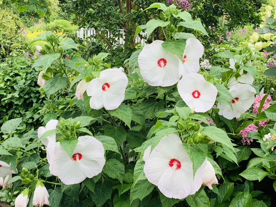 IMG_1038.jpg?type=w966