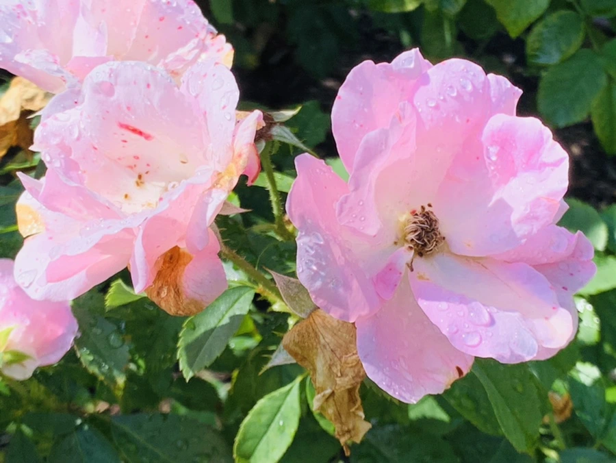 IMG_8405.jpg?type=w966