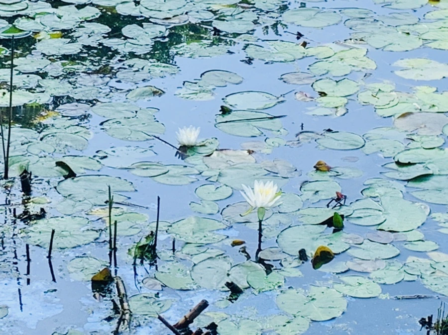 IMG_1260.jpg?type=w966