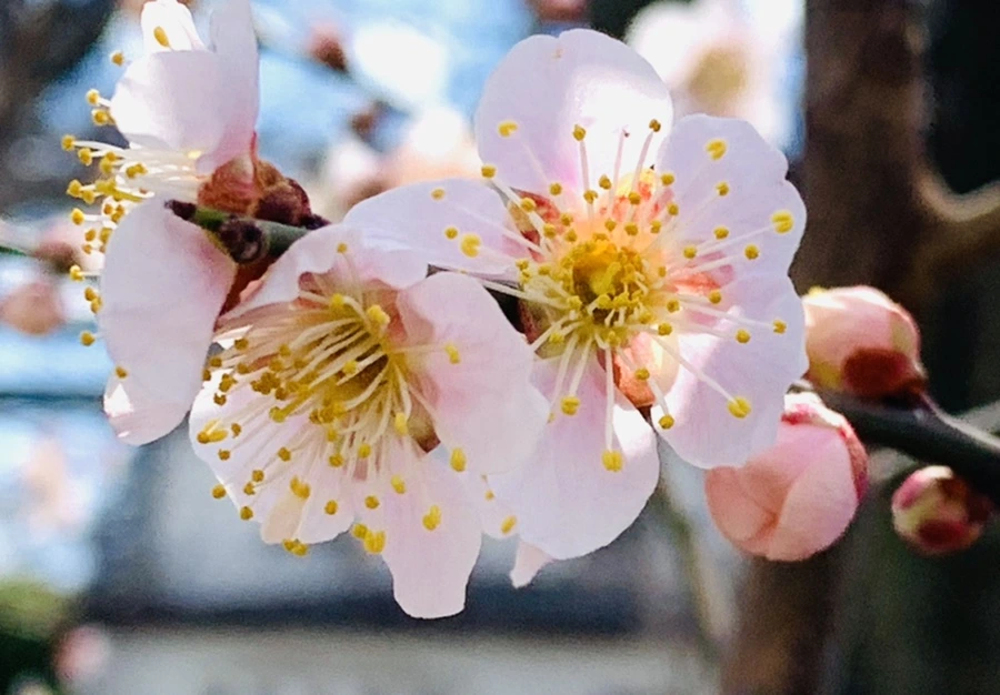 IMG_1051.jpg?type=w966