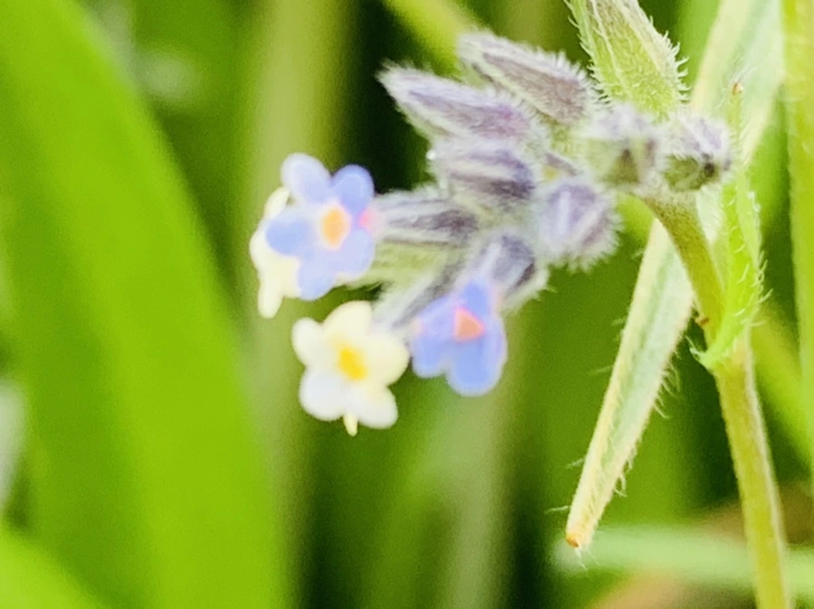 IMG_8650.jpg?type=w966