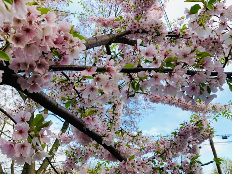 IMG_2789.jpg?type=w966