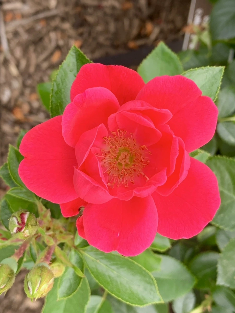 IMG_2676.jpg?type=w966