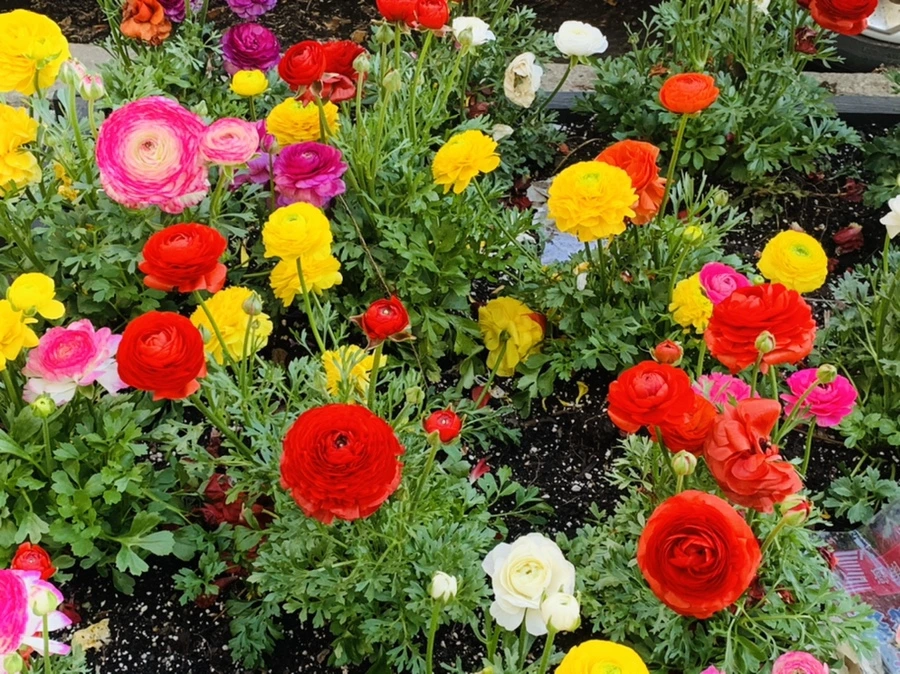 IMG_5395.jpg?type=w966