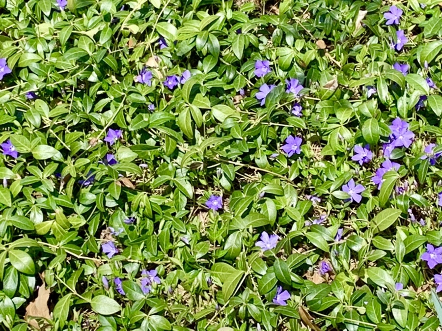 IMG_4310.jpg?type=w966