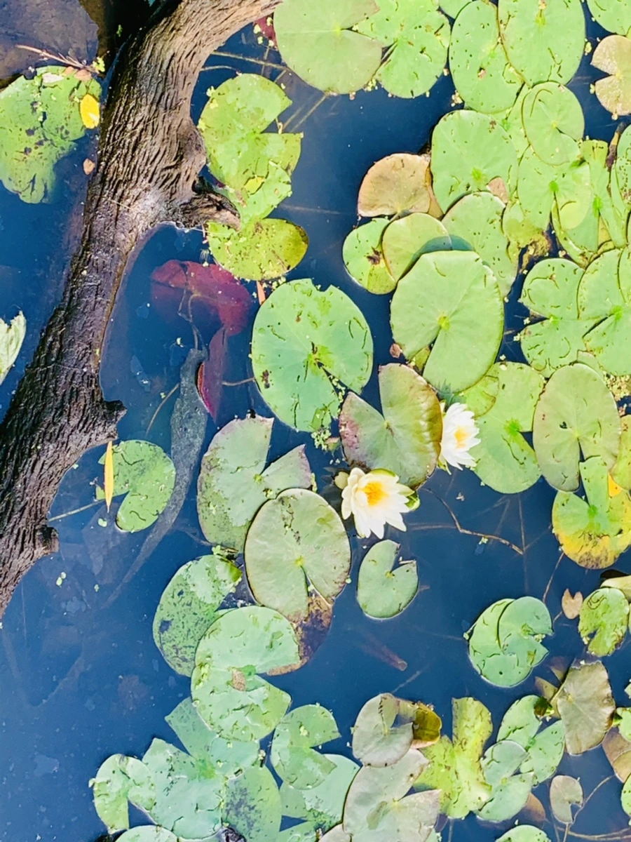 IMG_1117.jpg?type=w966