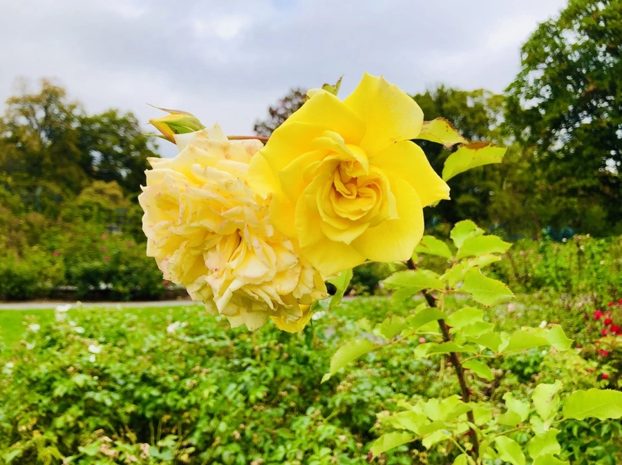 IMG_2260.jpg?type=w966