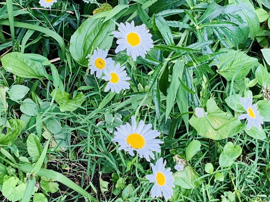 IMG_0413.jpg?type=w966