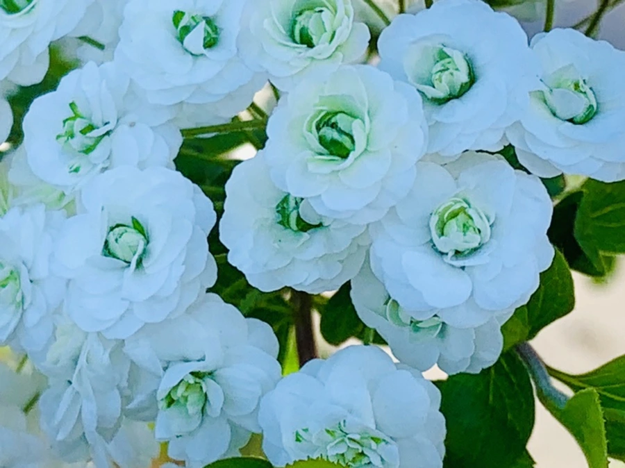 IMG_3310.jpg?type=w966