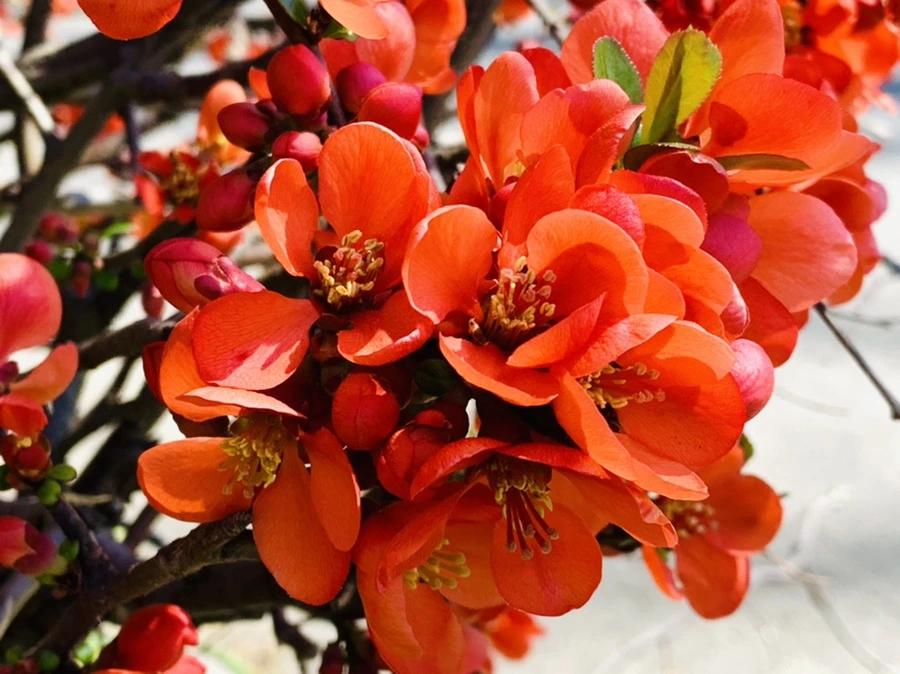 IMG_8516.jpg?type=w966