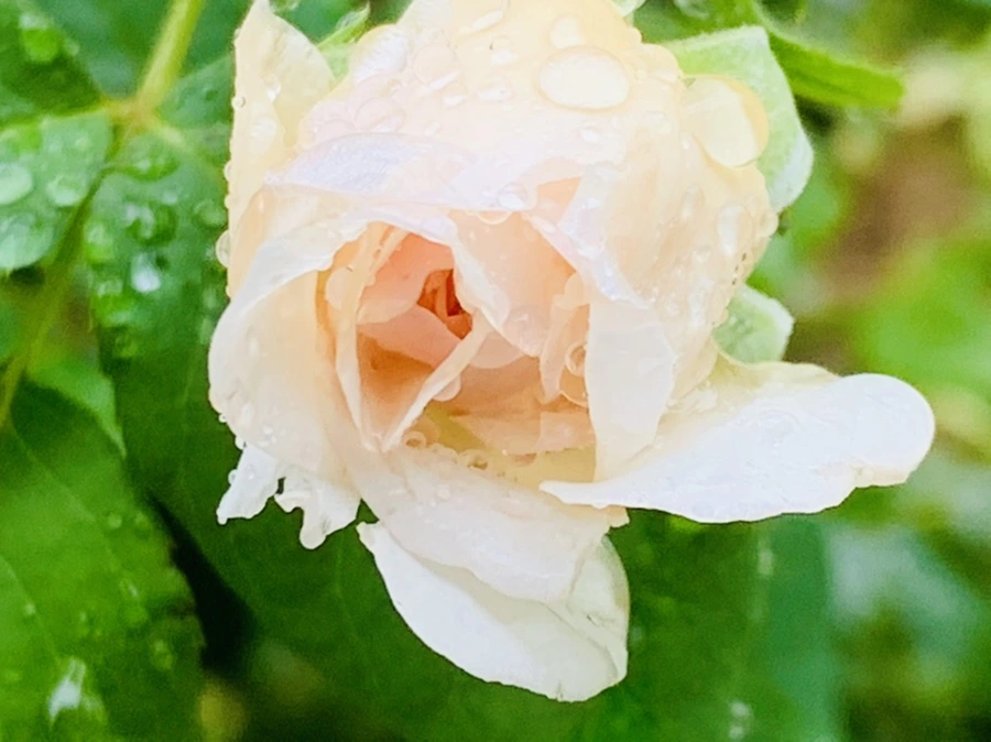 IMG_0213.jpg?type=w966