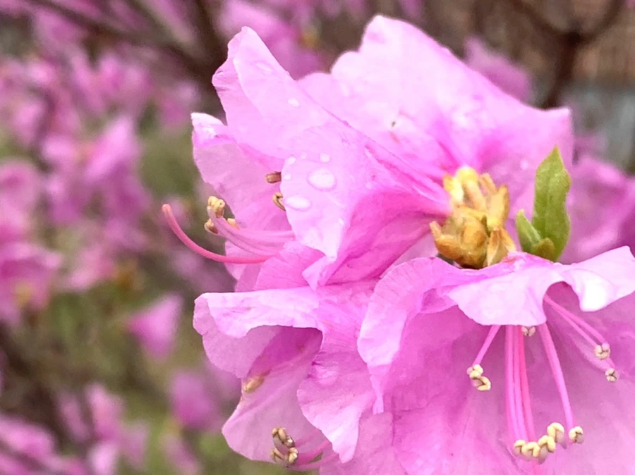 IMG_6155.jpg?type=w966