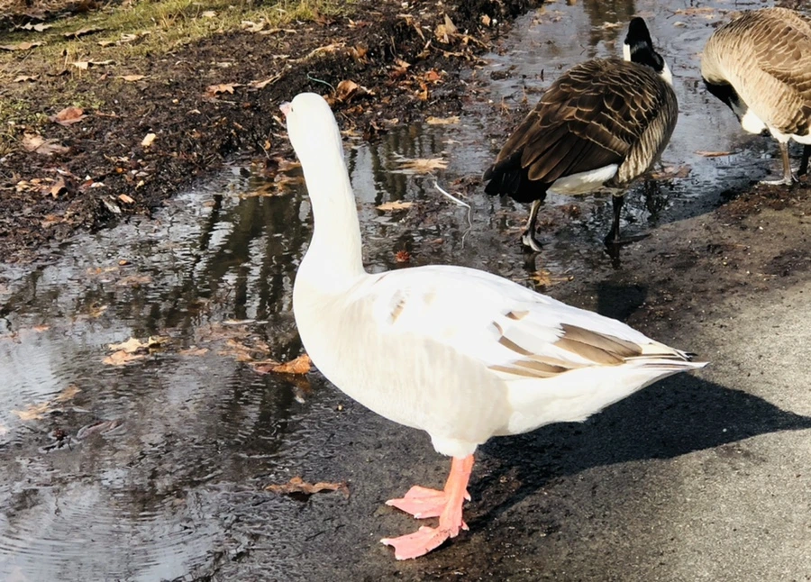 IMG_3585.jpg?type=w966