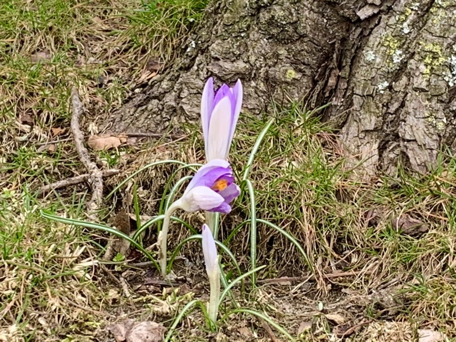 IMG_7087.jpg?type=w966