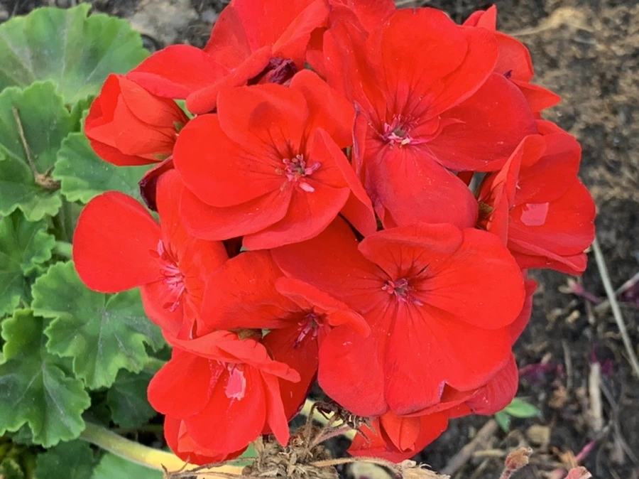 IMG_5269.jpg?type=w966