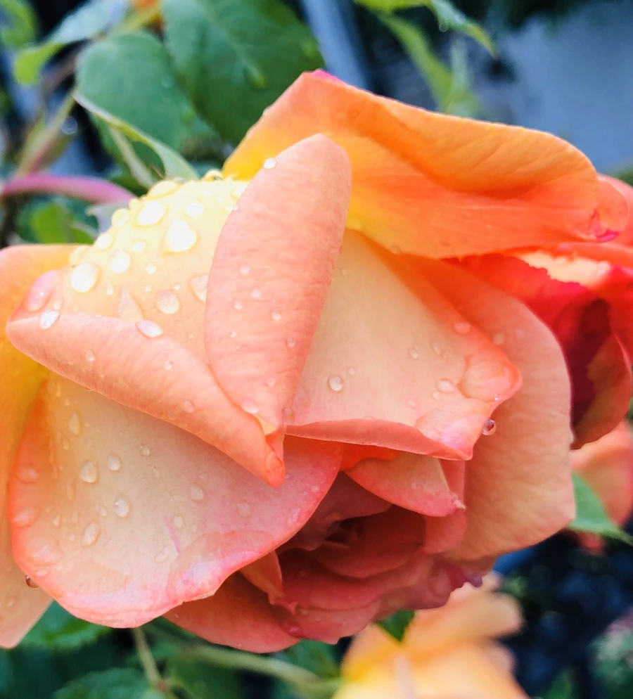 IMG_7394.jpg?type=w966