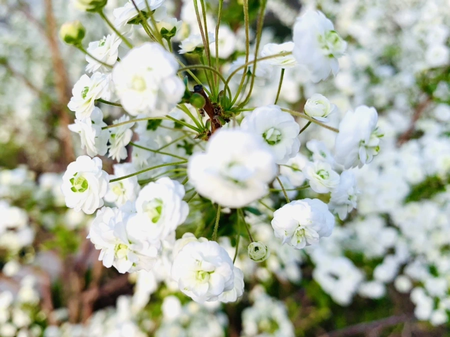 IMG_3133.jpg?type=w966