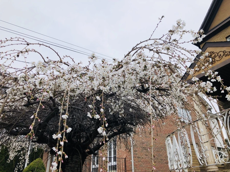 IMG_2614.jpg?type=w966