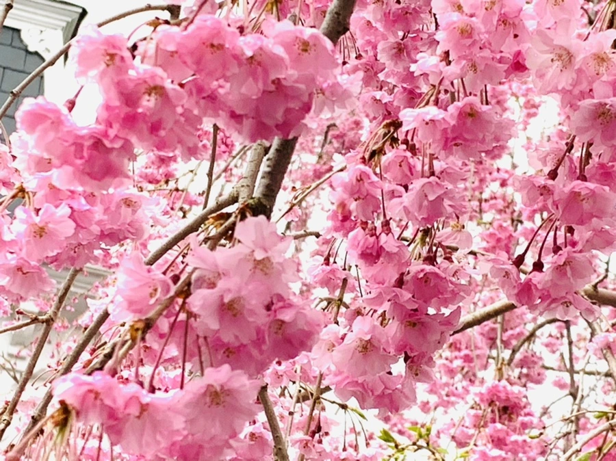 IMG_0804.jpg?type=w966