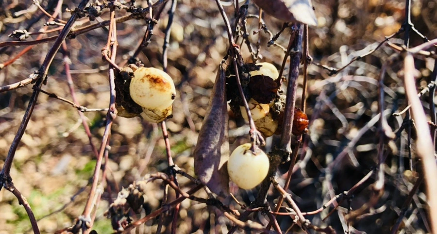 IMG_9815.jpg?type=w966