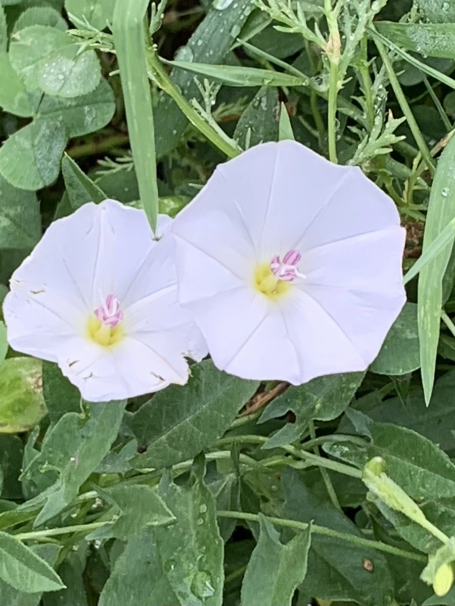 IMG_8961.jpg?type=w966