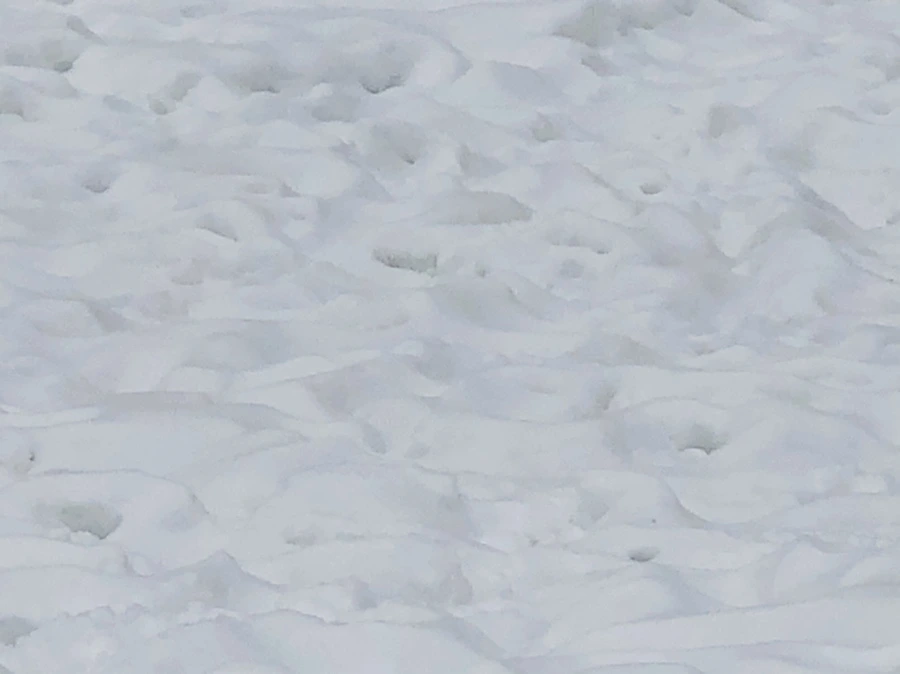 IMG_2362.jpg?type=w966