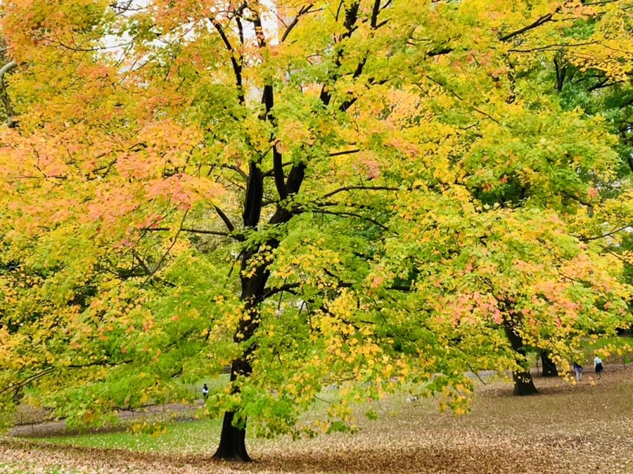 IMG_0242.jpg?type=w966