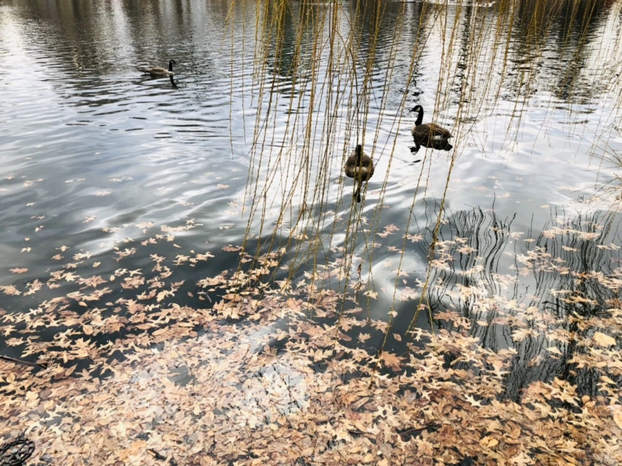 IMG_3958.jpg?type=w966