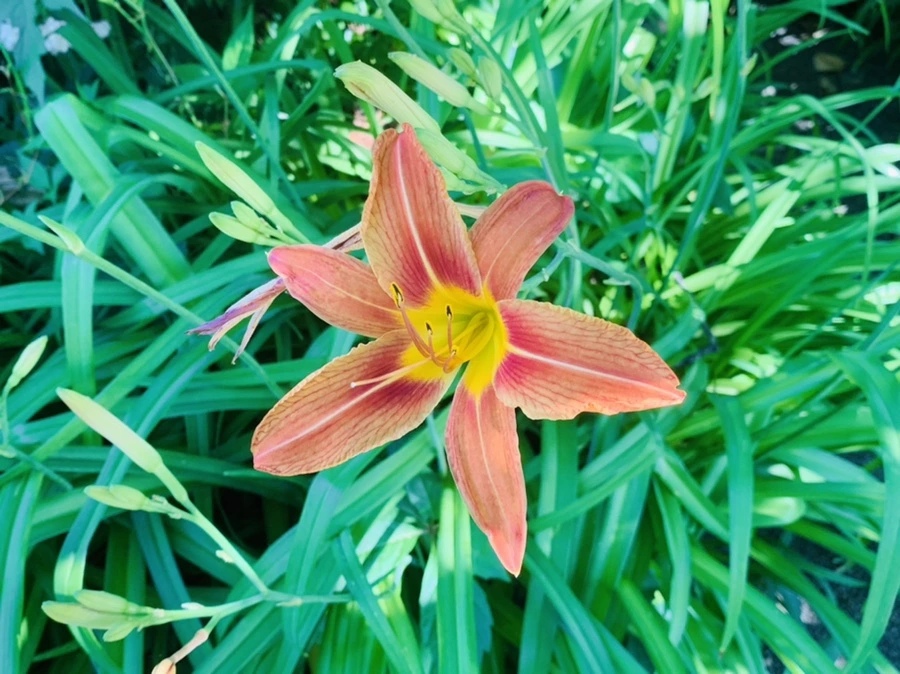 IMG_4011.jpg?type=w966