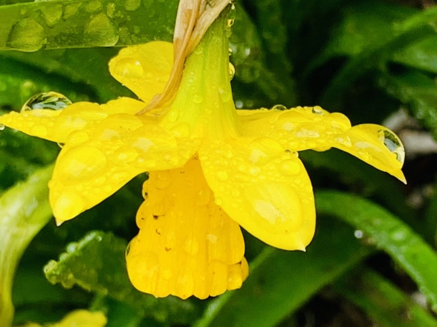 IMG_3748.jpg?type=w966