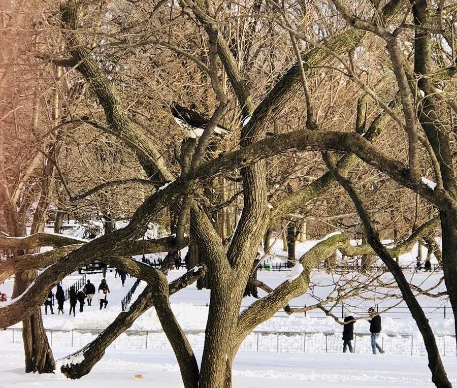 IMG_7093.jpg?type=w966