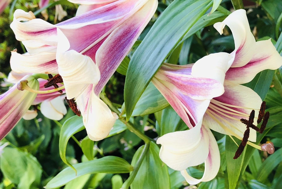 IMG_1899.jpg?type=w966