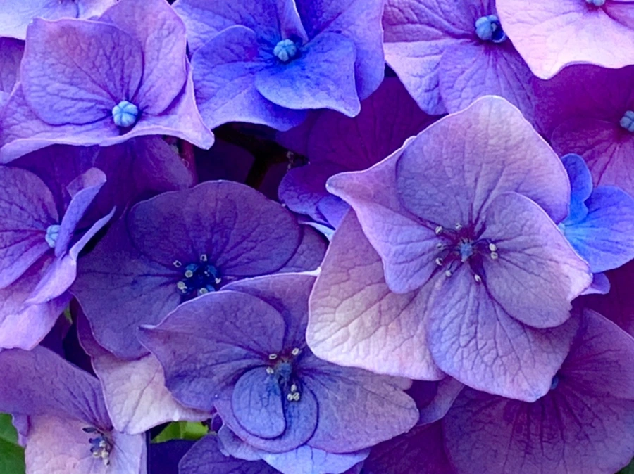 IMG_8776.jpg?type=w966