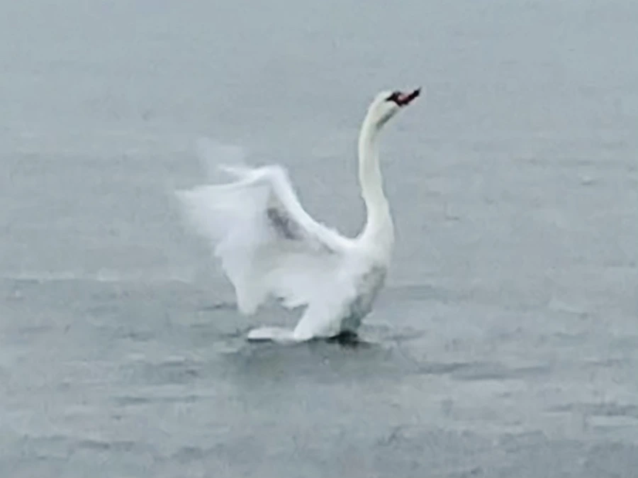 IMG_3896.jpg?type=w966