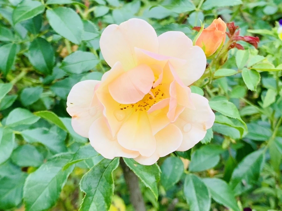 IMG_8697.jpg?type=w966