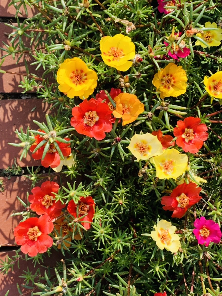 IMG_6663.jpg?type=w966