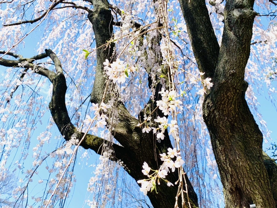 IMG_8550.jpg?type=w966