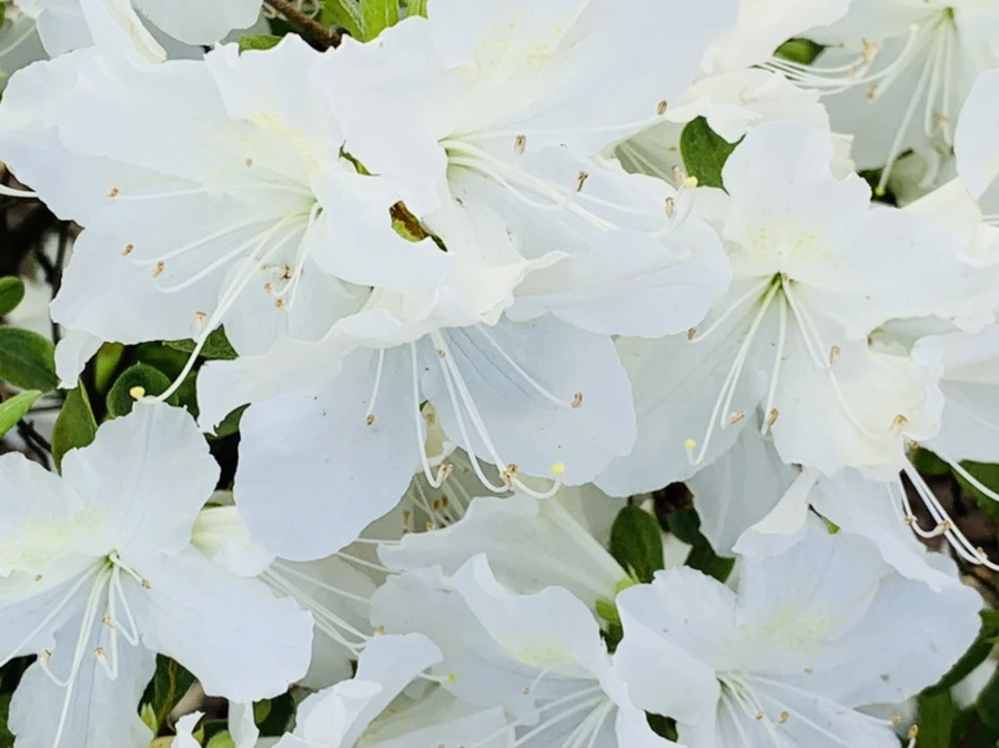 IMG_0433.jpg?type=w966