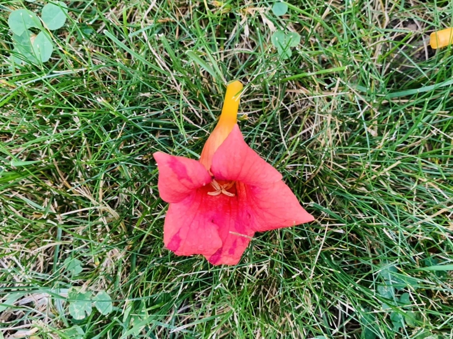 IMG_7455.jpg?type=w966