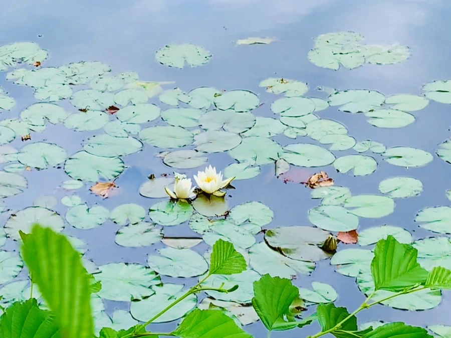 IMG_5136.jpg?type=w966