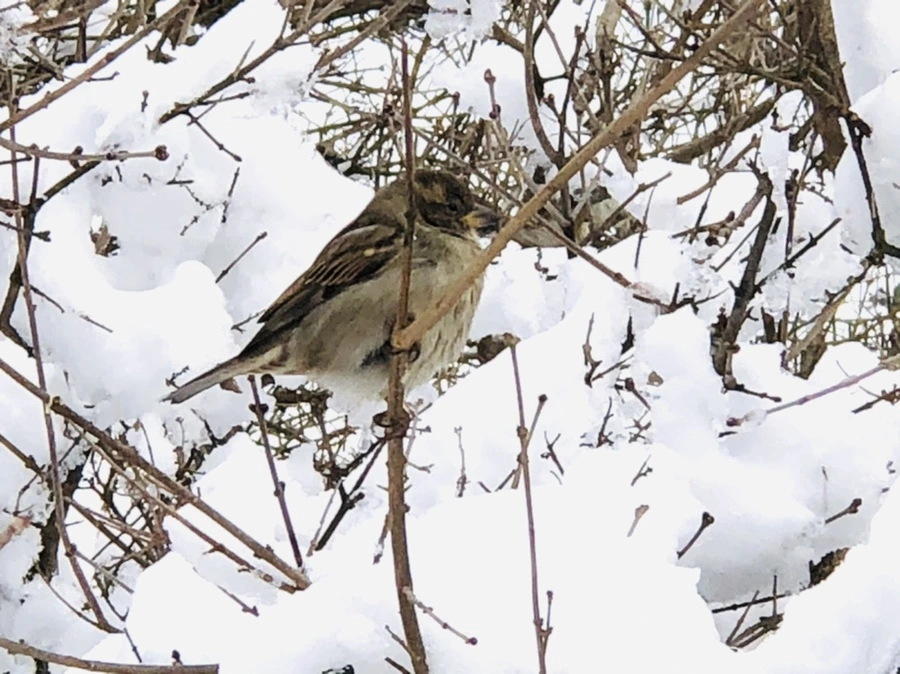 IMG_9274.jpg?type=w966